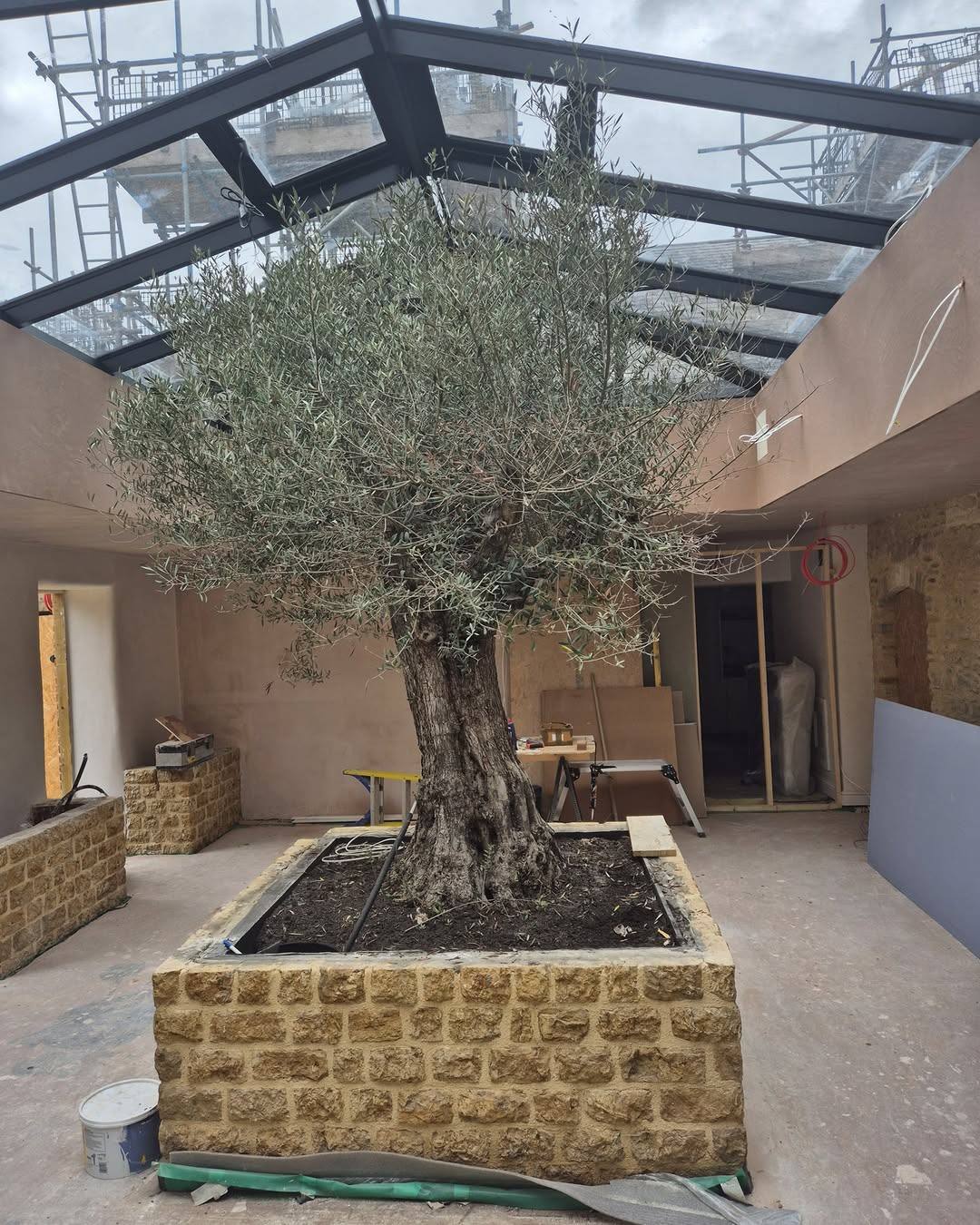 Atrium with glazed roof and stone planter around an olive tree